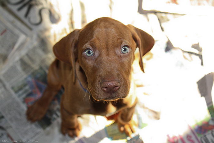 A brown dog looking up at thye camera - freelance photography jobs.