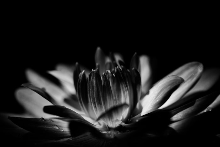A low key monochrome photography close up shot of a flower