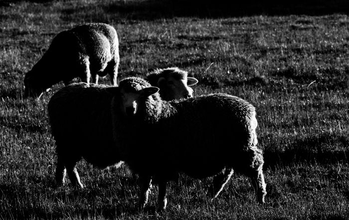 A low key monochrome photography portrait of three grazing sheep