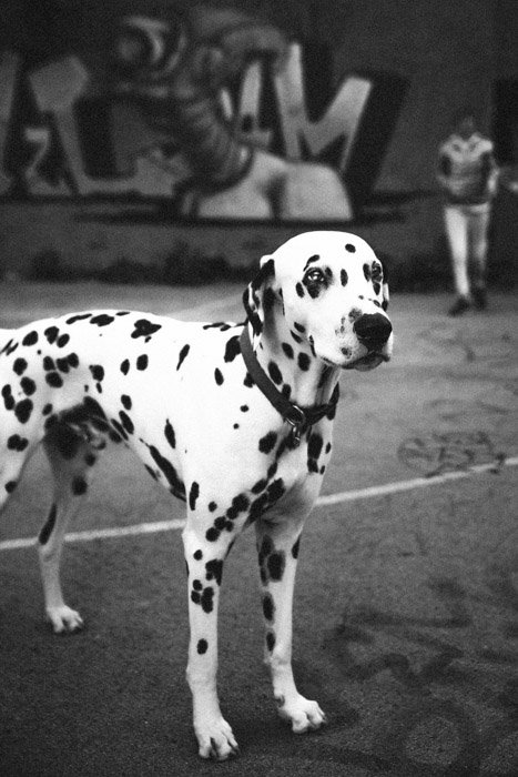 A black and white photo of a Dalmatian dog