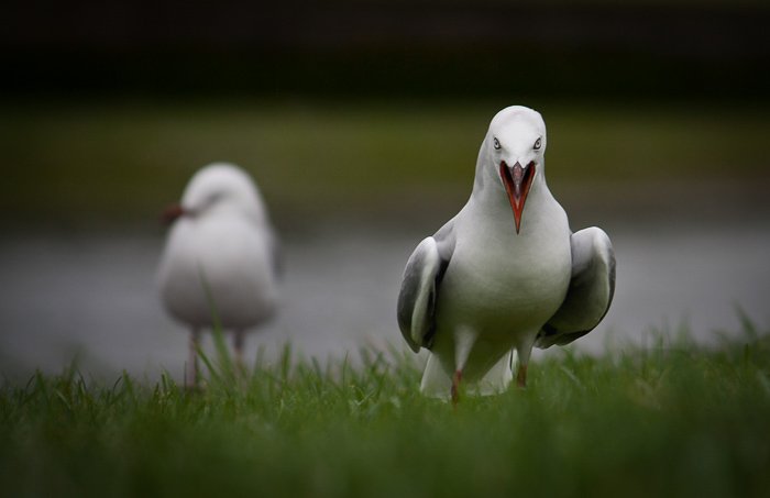 Photo of two seagulls taken with a Canon 450D and 55-250 lens.