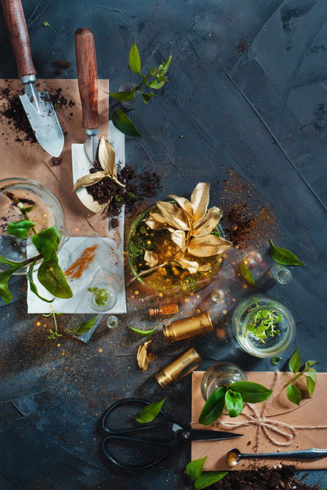 Botanist workplace with herbarium, clipboard, field notes, gardening scissors and green plants in glass vases on a concrete background. Rare golden flower top view. Still life photography ideas