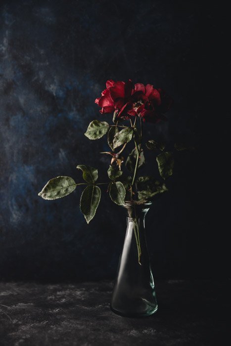 Still life photography ideas of wilting roses in a vase on a dark background. 