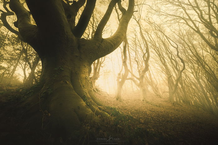 Ether tree photo of an old beech in the late afternoon sunlight after a fogbank drifted in from the sea near “Bergen” in the Netherlands.