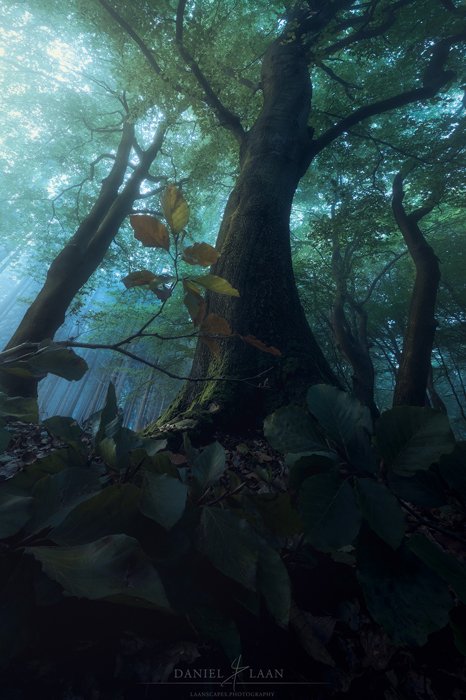 Stunning forest photography taken from a very low angle