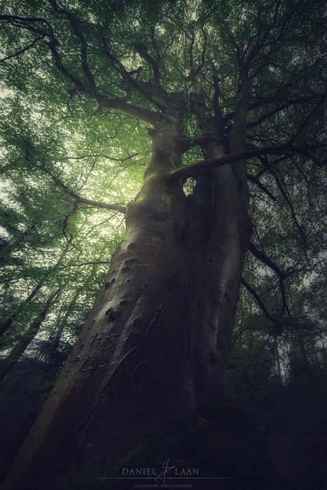Awesome tree photography of a glistening beech tree bathed in verdant sunlight.