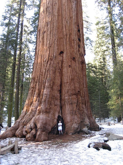 A forest photography portrait of a man standing in front of General Sherman, the largest tree by volume in the world.
