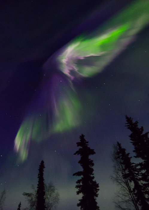 Spectacular winter photography of the northern lights dancing above the silhouettes of trees