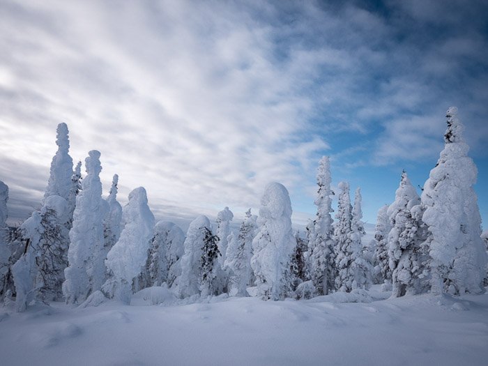 Stunning landscape winter photography shot of snow covered forest.