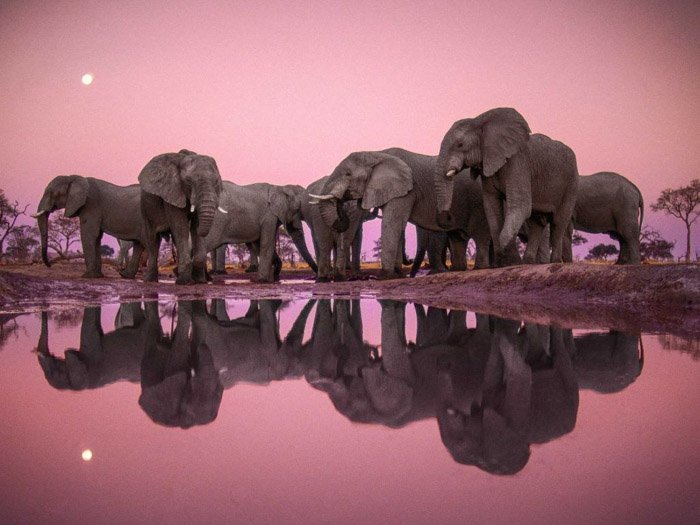 Frans Lanting stunning shot of a herd of elephants gathered around water. The pink sky and the herd are reflected in the water below. 