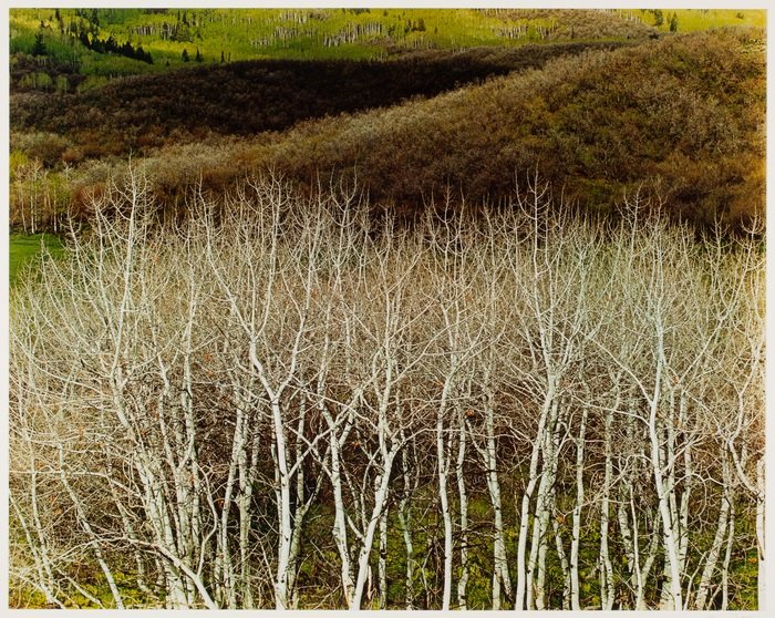 Beech trees against rolling hills