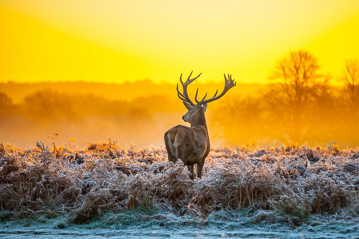 A male deer standing in tall grass with a beautiful yellow sunset sky