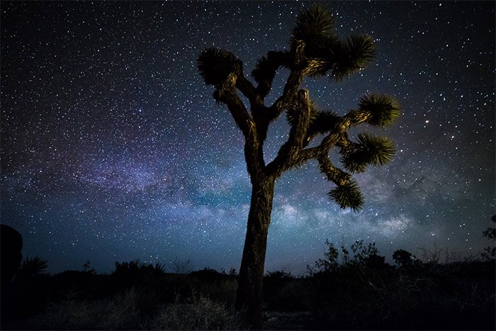 Photo of a tree with the starry sky above