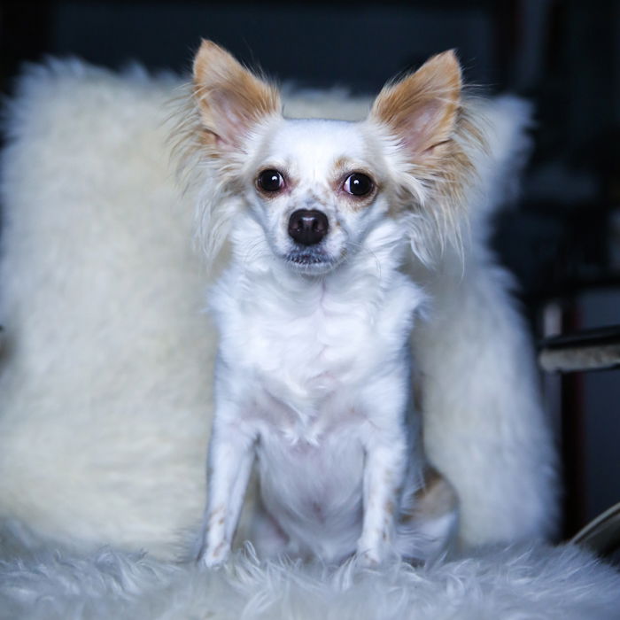 A small white and brown down sitting upright on a white fluffy chair for frontal pet photography lighting setup