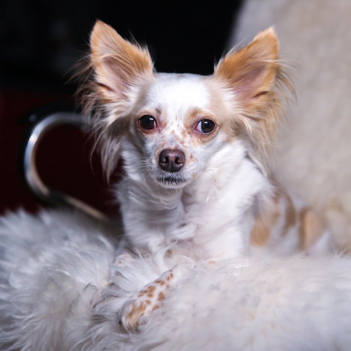 Pet portrait of a small brown and white dog sitting on a fluffy chair with a frontal LED pet photography lighting setup