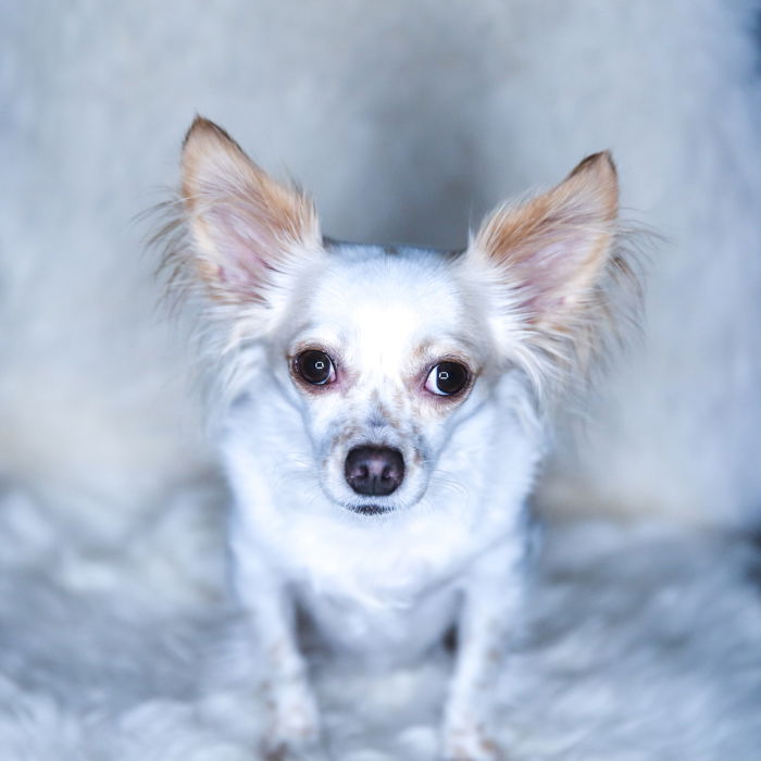 Pet Photography Lighting Setup Tips with One Light - 70