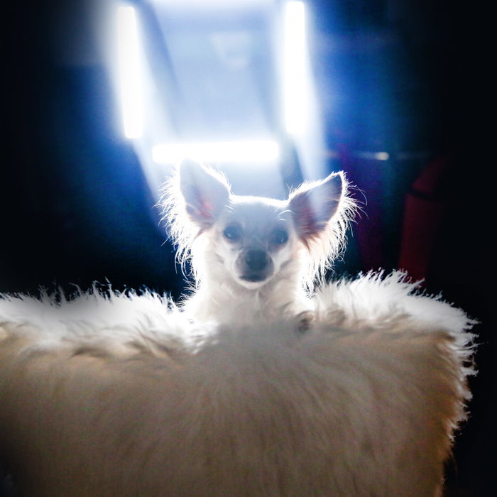 Pet Photography Lighting Setup Tips with One Light - 34