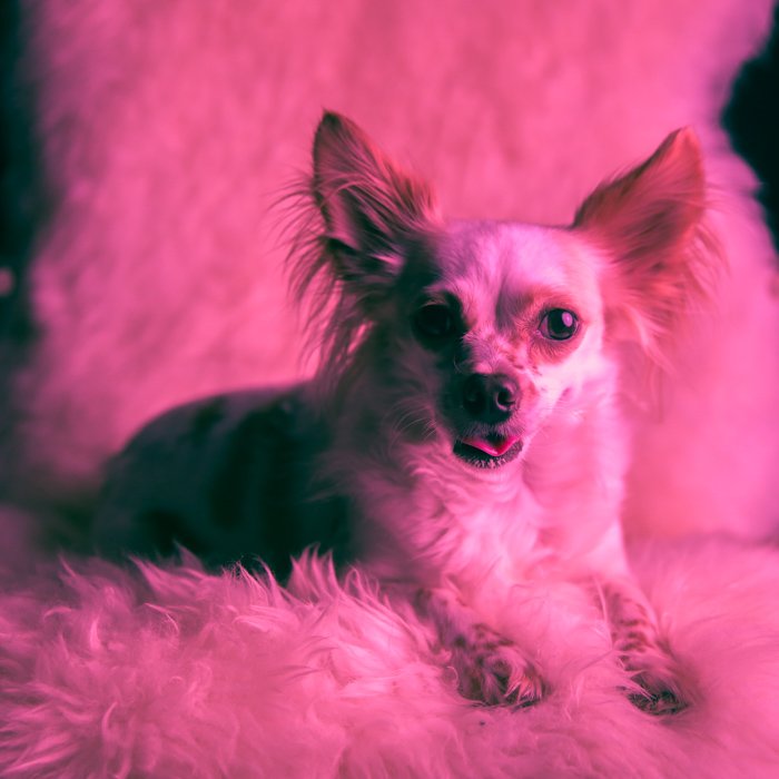 A pink toned portrait of a little dog sitting on a fluffy chair