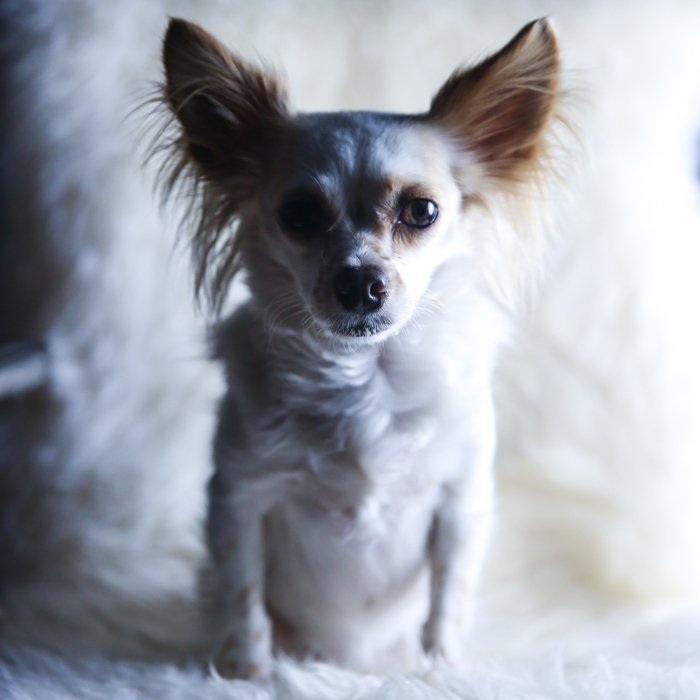 A small white and brown down sitting on a fluffy chair with a dramatic pet photography lighting setup off to the side