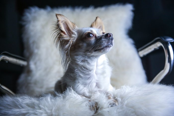 A small white and brown down sitting on a fluffy chair - pet portrait lighting.
