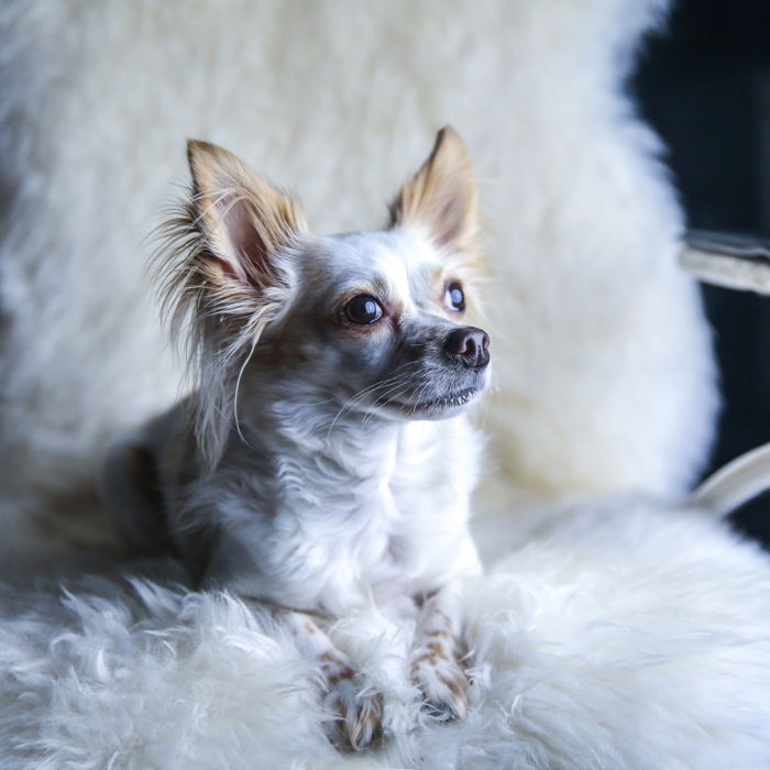 A portrait of a little dog sitting on a fluffy chair with a classic pet photography lighting setup off to the side