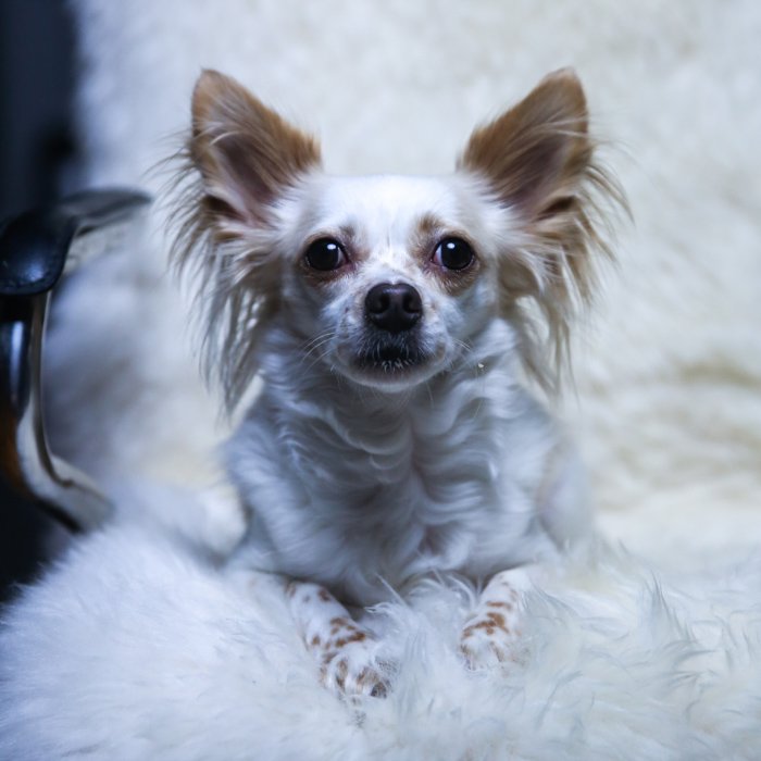 A small white and brown down sitting on a fluffy chair facing the camera- pet portrait lighting.