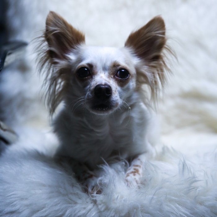 A small white and brown down sitting on a fluffy chair for an overhead pet photography lighting setup