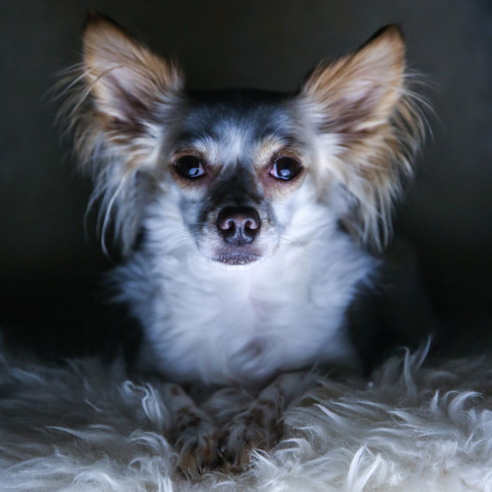 Pet Photography Lighting Setup Tips with One Light - 11