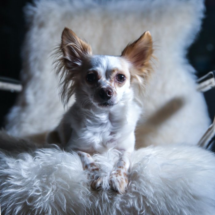 A small brown and white dog sitting on a fluffy chair with an LED pet photography lighting setup off to the side