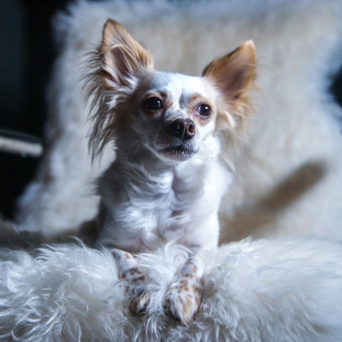 A small white and brown down sitting on a fluffy chair with a one-light portrait setup