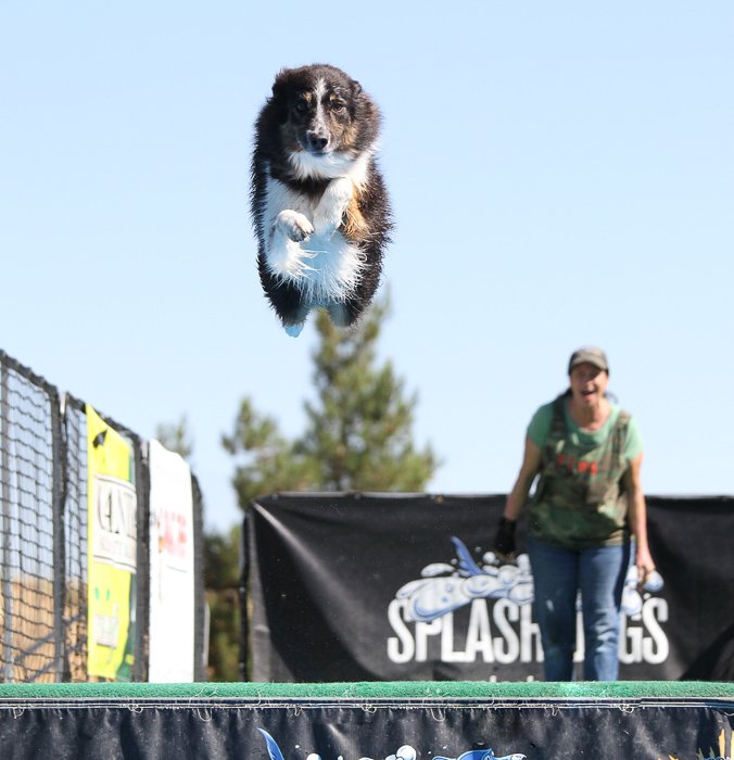 Cool pet photography perspective example of a dog in mid air at agility class