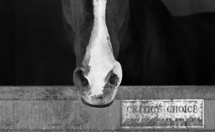 black and white portrait of a horse looking out of a stable door 