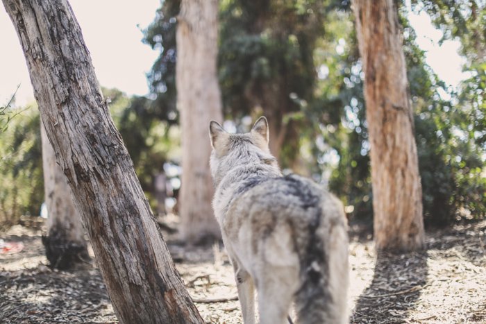 A wolf like dog standing in a forest looking away from the camera - pet photo perspective