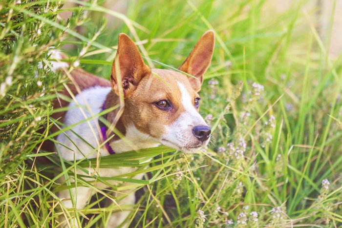 Bright and airy pet photography perspective example of a a little dog in tall grass