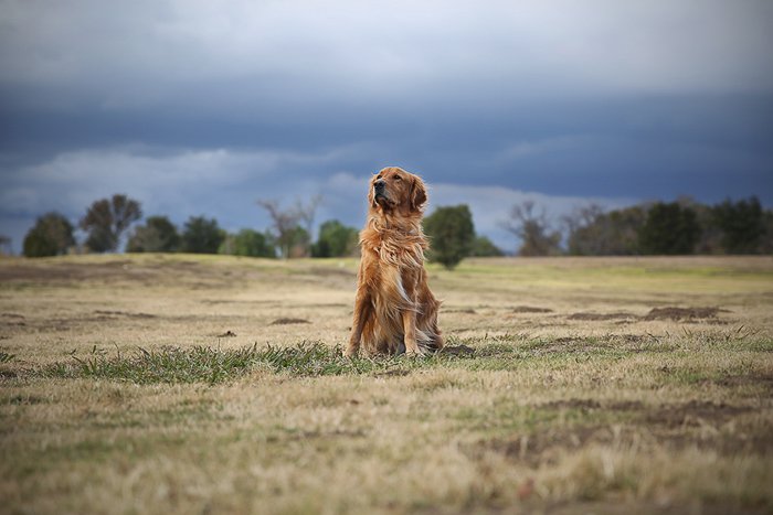 A brown dog sitting in field looking away from the camera - pet photo perspective
