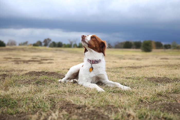 Pet photography perspective example of a brown and white dog lying down on grass on an overcast day