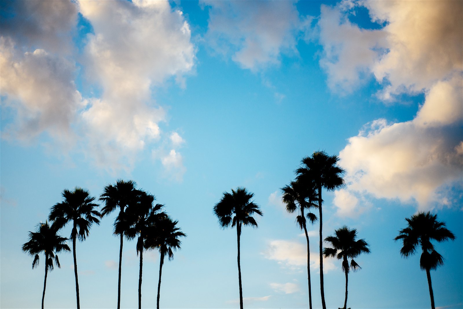 Silhouettes of palm trees against a blue sky and clouds at sunset