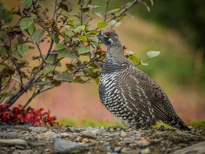 A bird resting on gravel beside a small bush - Best lens for wildlife photography