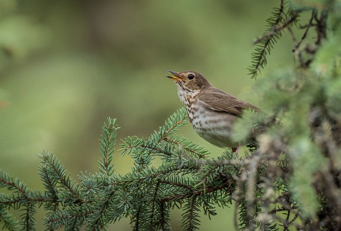 10 Best Lenses for Wildlife Photography in 2023  Updated  - 42