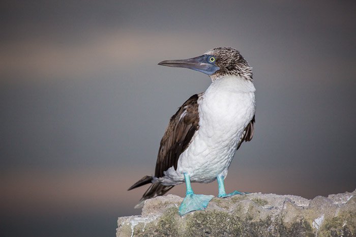 Blue-footed Booby, Peru, made with a Canon 100-400L lens.