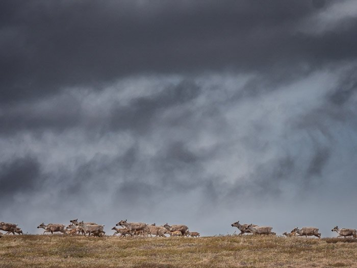 A wildlife photography shot of a herd of caribou migrating on a stormy day 