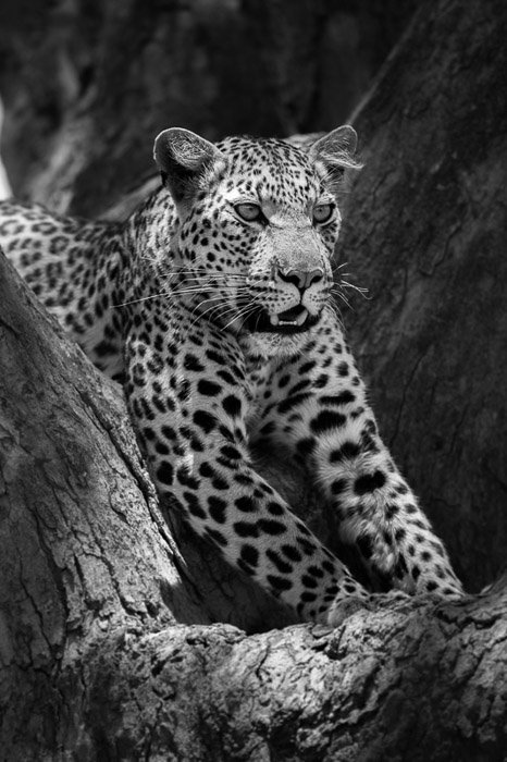 A black and white portrait of a leopard taken with a wildlife lens
