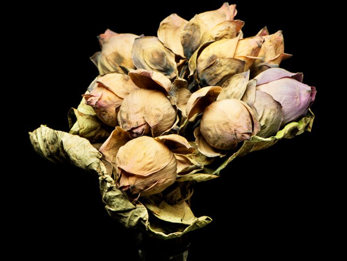 A still life of dead flowers on a black background for photography