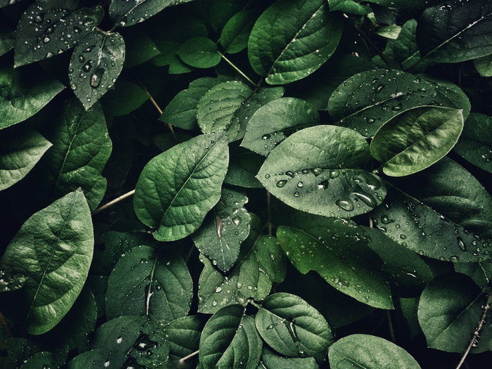 Close up shot of green leaves