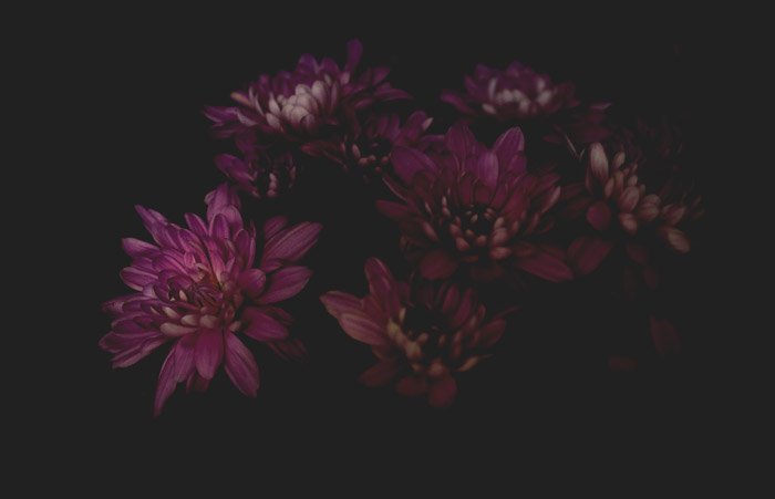 a dark photography shot of pink flowers