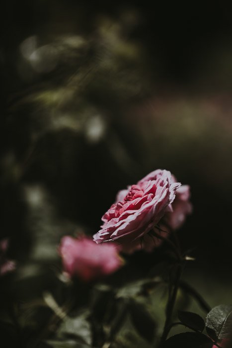 Atmospheric dark photography shot of pink roses 