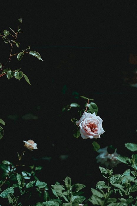 A pink rose on a bush