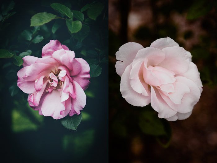 Pink rose flower photography diptych