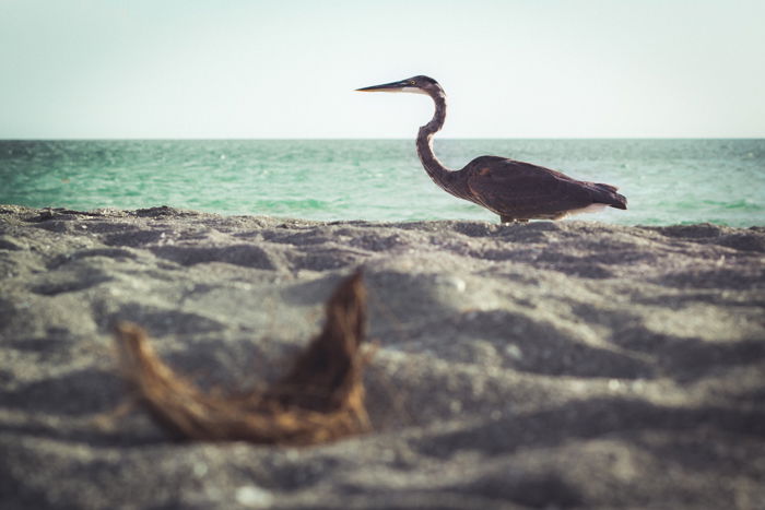 A low angle photo of a bird on the seashore with ocean in the background