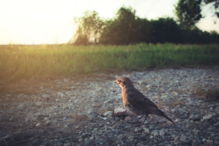 12 Easy Ways to Improve Your Nature Photography - 75